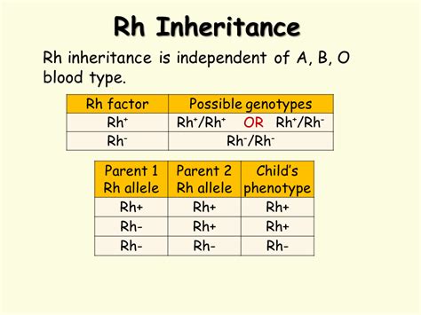 Blood Type Genetics - Presentation Biology