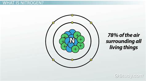 Ammonification: Definition & Nitrogen Cycle - Video | Study.com