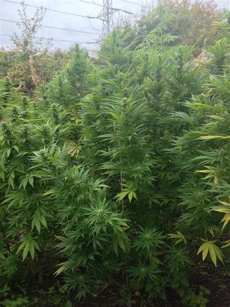 Huge 8ft cannabis plants discovered in village field | Express & Star