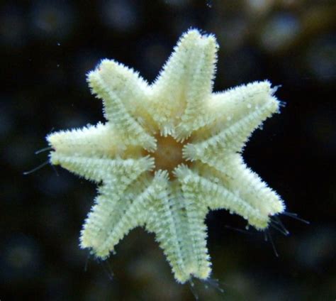 Asterina Starfish | coralSLover