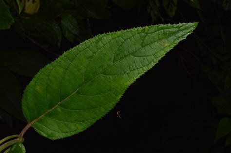 Hydrangea aspera subsp. aspera – eFlora of India