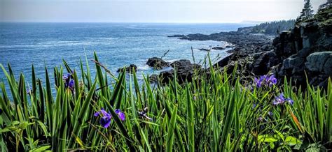 Summer Flowers adorn Coastal Maine.