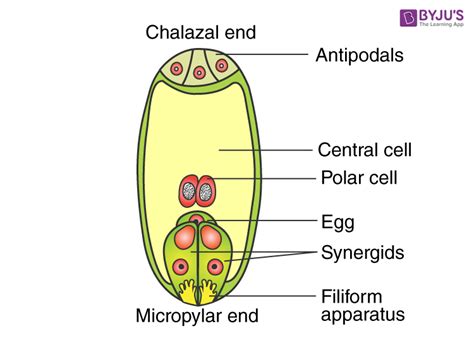 RBSE Solutions For Class 12 Biology Chapter 2: Male and Female Gametophyte Structure and Development