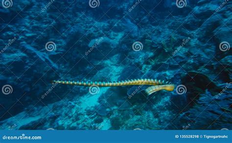 Faint-banded Sea Snake Or Belcher`s Sea Snake Hydrophis Belcheri Swimming At Coral Reef,Papua ...