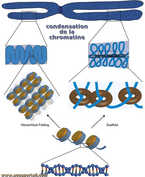 Condensation de la chromatine : définition et explications