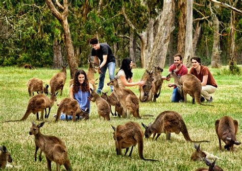 Kangaroo Island - An Ultimate Island Escape in Australia