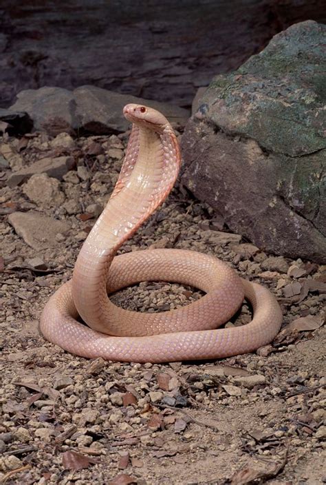 Super-rare albino Cobra that ‘can kill humans’ found inside home ...