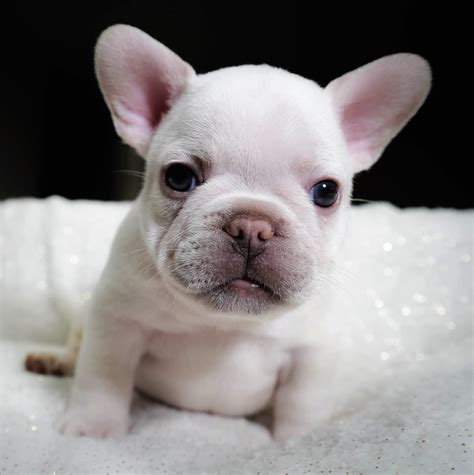 Dogs portraits I French breed I Frenchie Puppy Miami Photographer.