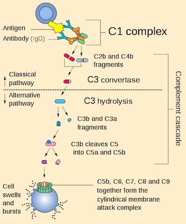 Alternative Complement Pathway: Definition & Function | Study.com