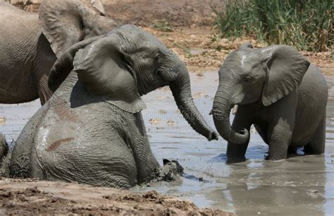 Elephant Mud Bath stock image. Image of african, enormous - 37082321