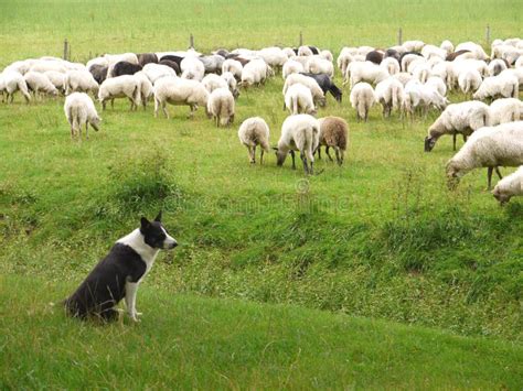 The Shepherd Dog and the Sheep Stock Photo - Image of fold, country: 21063300