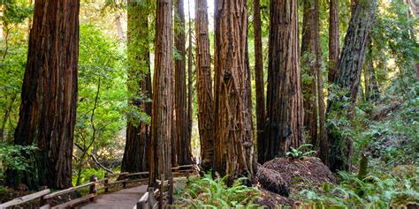 What to See and Do in Muir Woods National Monument | Via