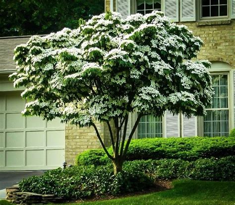 Cornus Kousa | Henderson Turf