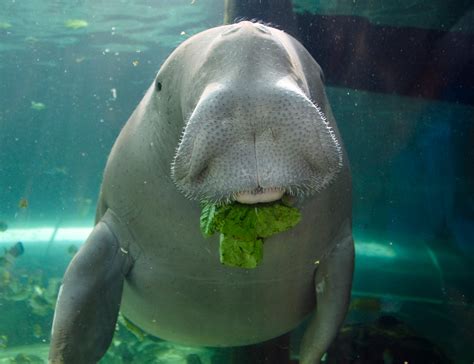 What Do Dugongs Eat - Katynel