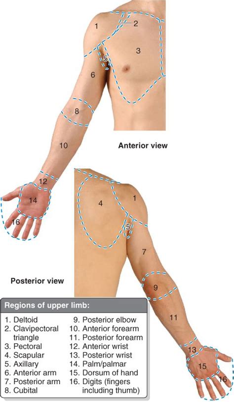 Upper Limb | Basicmedical Key