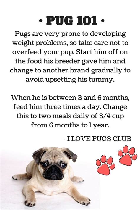 Pin on PUG Caring Tips! | Food change, Pugs, Weight problems