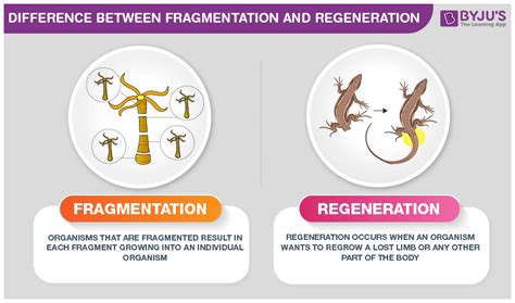 What is the Difference Between Fragmentation and Regeneration