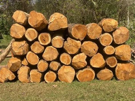 Nilambur Forest Teak Wood Logs at Rs 2500/cubic feet | Teak Logs in Ernakulam | ID: 2852405428797