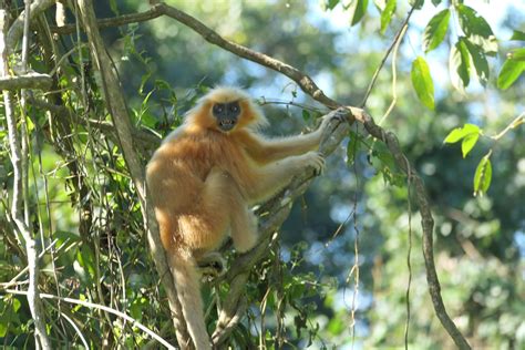 Golden langur habitat under threat of high-power transmission lines - The Shillong Times