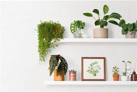 Home decor indoor plant shelf | Premium Photo - rawpixel