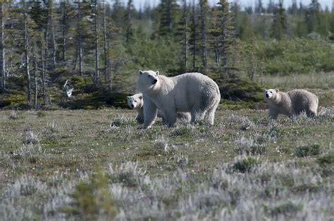 5 Ways Biodiversity Supports Us (and 1 Way You Can Help It Thrive) - CPAWS Manitoba