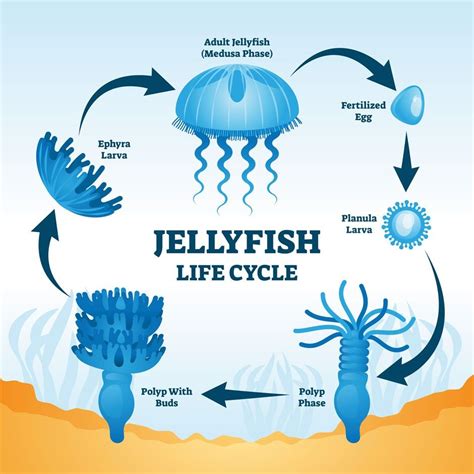 Jellyfish - Great Barrier Reef Foundation - Great Barrier Reef Foundation