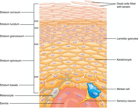 Epidermis - Rakentaminen maaseudulla