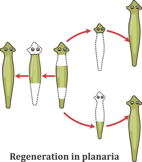 How is regeneration different from reproduction