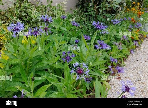 Centaurea montana growing in a garden border, France Stock Photo - Alamy