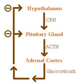 File:ACTH Negative Feedback.svg