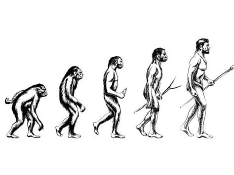Human Evolution: From Monkey to Man in 4 Stages - TV Health