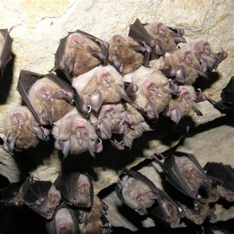 Bat species ID | DNA analysis of bat droppings - Ecotype Genetics