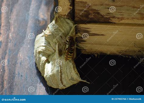 Murder Hornet Building a Nest Stock Photo - Image of statue, iron: 237903766