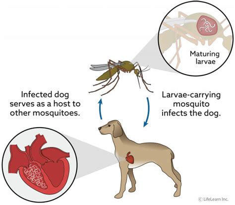 Heartworm Disease in Dogs - Treatment | VCA Animal Hospital