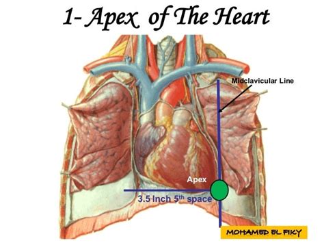 Apex Anatomy - Anatomy Reading Source