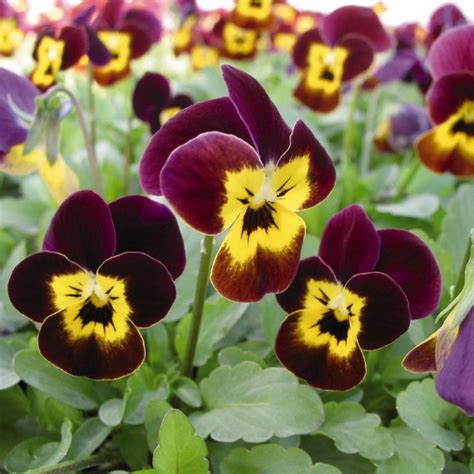 WINTER PANSY Viola Cornuta - 100 SEEDS