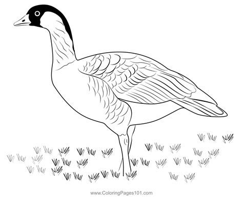 The Nene Is The Hawaii's State Bird Coloring Page for Kids - Free Ducks Printable Coloring Pages ...