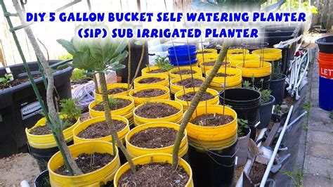 DIY 5 gallon bucket self watering planter also so called (SIP) Sub ...