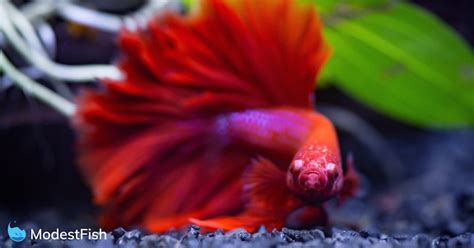 Best Toys & Decorations For Betta Fish Reviewed 2020 Guide