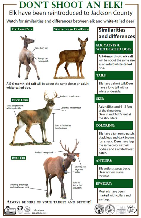 Two elk mistakenly shot on opening day of deer season