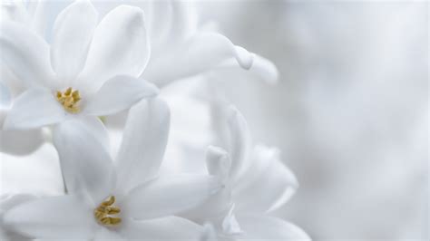 Free photo: White flower - Bloom, Floral, Flower - Free Download - Jooinn