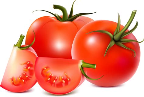 Tomatoes Vector Vector Download