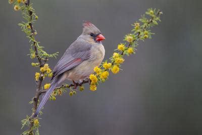 'Northern cardinal in habitat.' Photographic Print - Larry Ditto | AllPosters.com