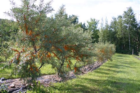 Sea Buckthorn Tree's, Seabuckthorn Plants & ShrubsSea Buck