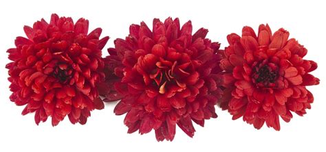 The Meaning of the Chrysanthemum Flower - Eastern Floral - Eastern Floral