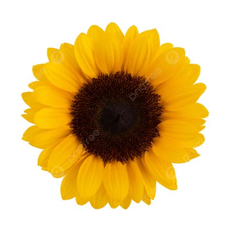 9900+ Girasol PNG Imágenes | Pngtree