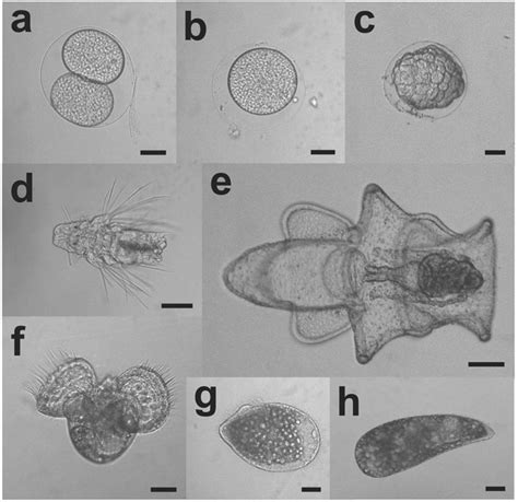 Photomicrographs of representative cryopelagic meroplankton collected ...