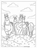 Llama Coloring Pages22  Free Printable coloring Pages Cute sketch template