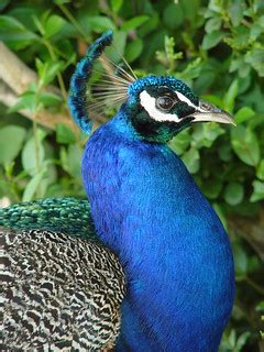 Peacock (Pavo cristatus) | Peacock (Pavo cristatus) Pescader… | Flickr