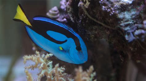 PACIFIC BLUE TANG | Paracanthurus hepatus – Rising Tide Conservation